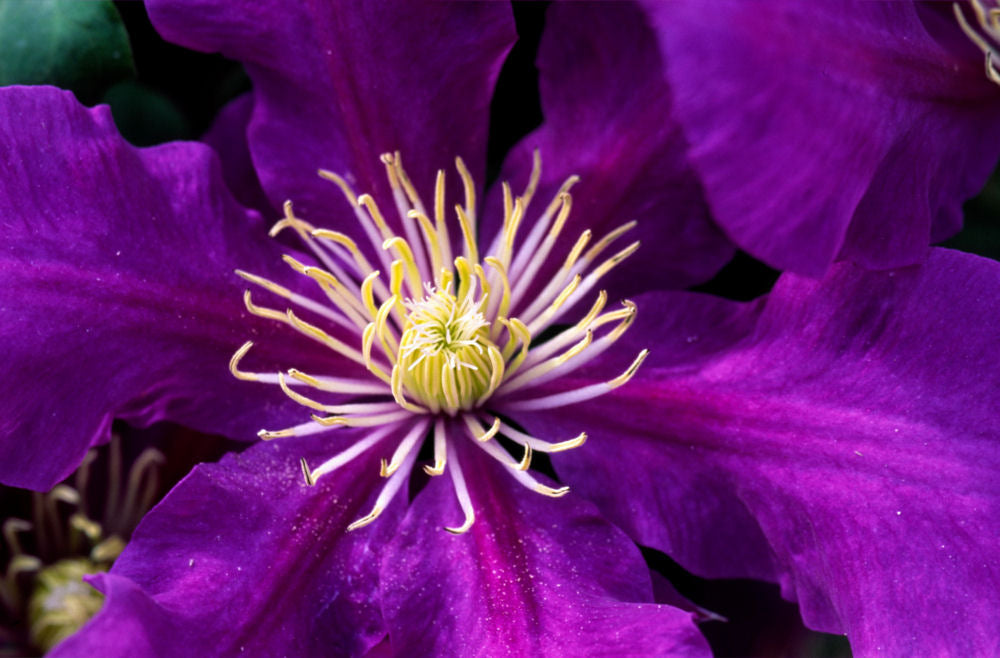 Clematis Chevalier.jpg
