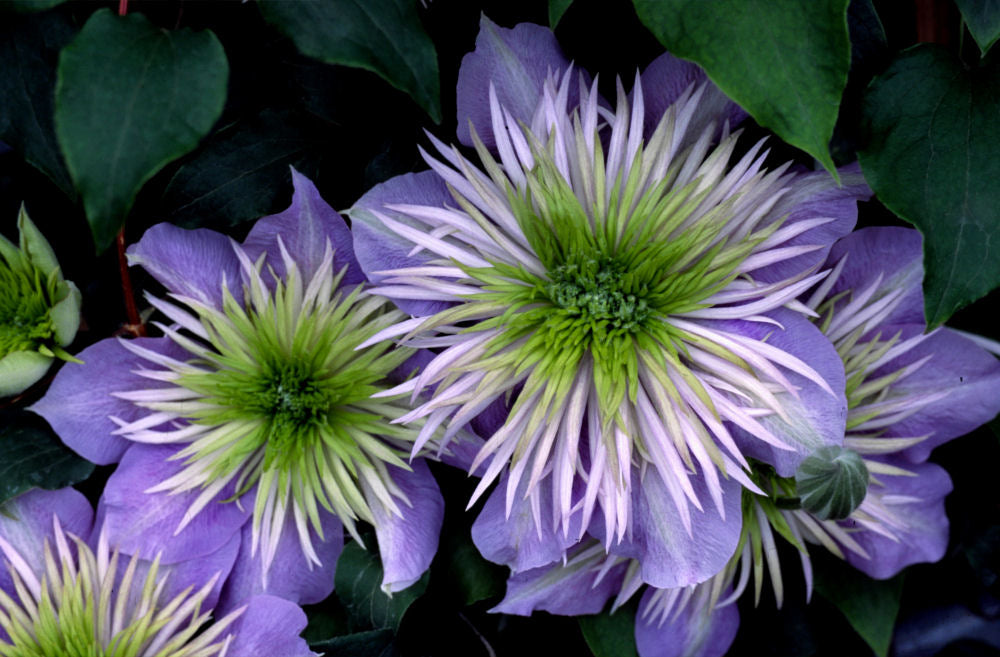 Clematis CrystalFountain.jpg
