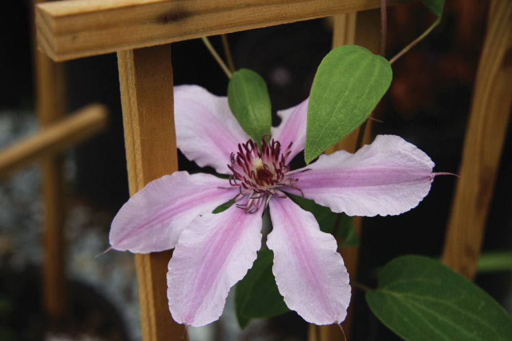 Clematis Double Rose.JPG