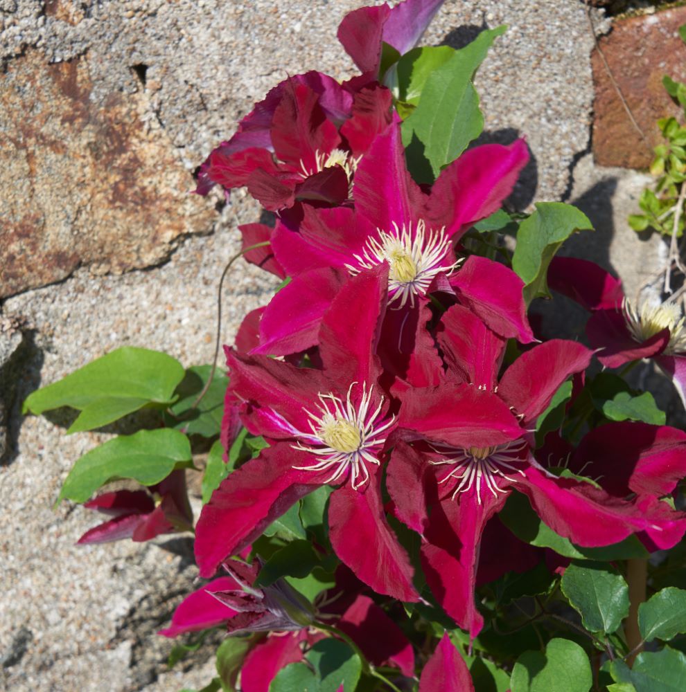 Clematis Elpis TM EviGsy   (PBR).jpg
