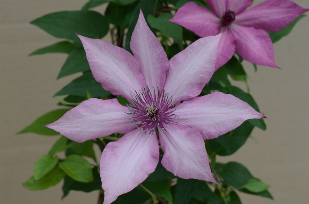 Clematis Giselle.jpg