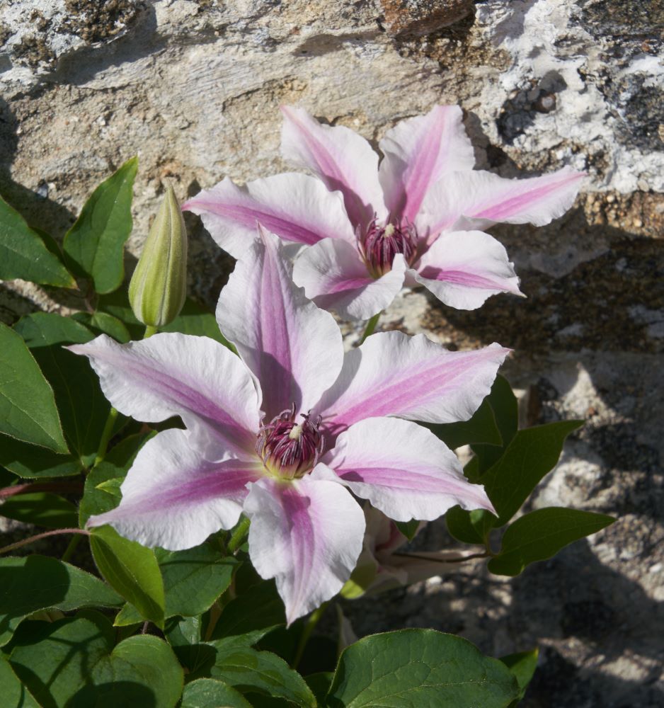 Clematis IthembaTM EviGsy   (PBR) 1 (8).jpg
