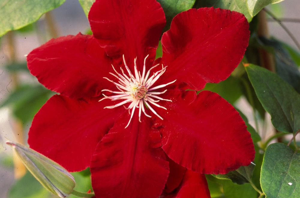 Clematis Rebecca Flwr c.jpg