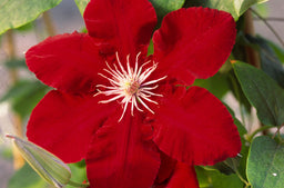 Clematis Rebecca Flwr c.jpg