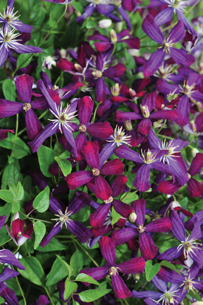 Clematis Sweet Summer Love.jpg