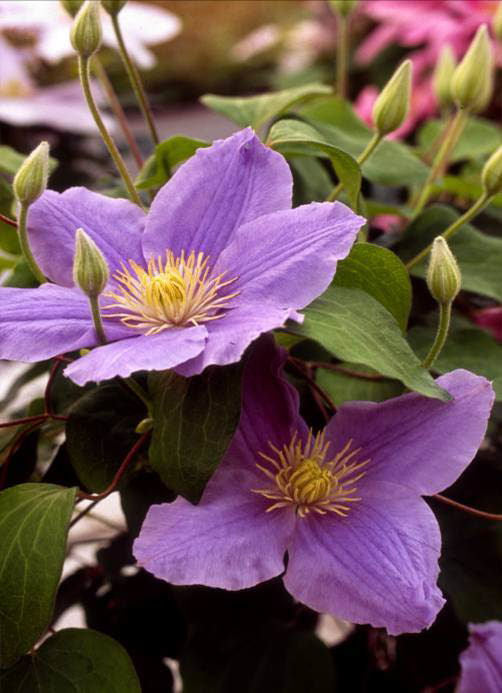 Clematis Zara.jpg