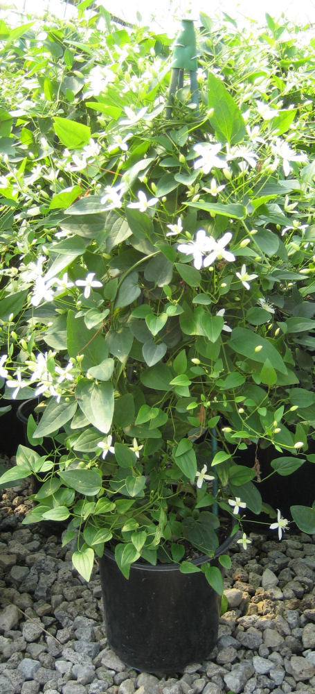 Clematis paniculata.jpg