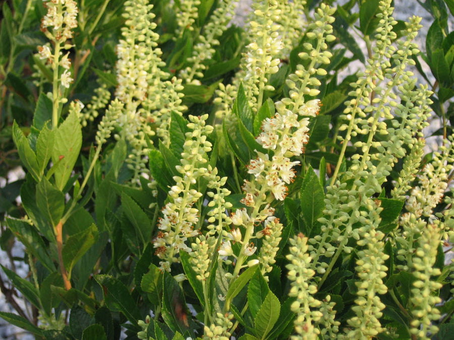 Clethra_Sixteen_Candles.JPG