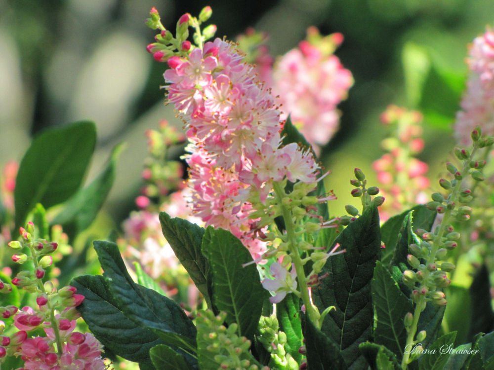 Clethra_alnifolia_Ruby_Spice.jpg