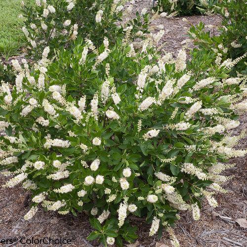 Clethra alnifolia Vanilla Spice Proven Winners.jpg