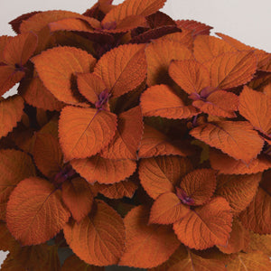 Coleus-Campfire.jpg