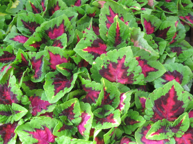 Coleus_Kong_Jr_Rose[2].jpg