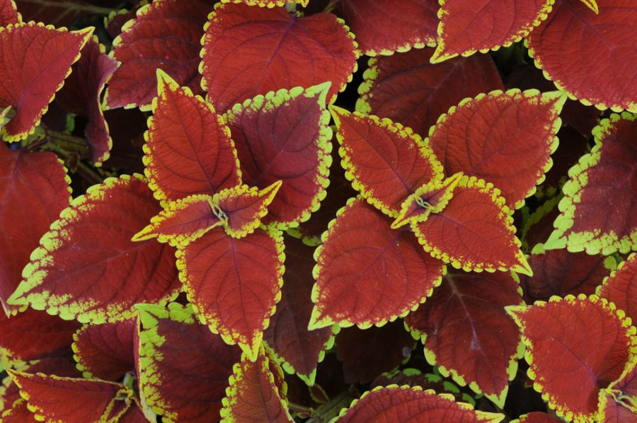 Coleus_Trusty_Rusty.jpg
