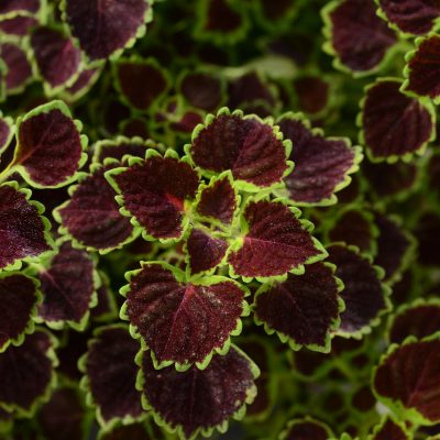 Coleus_Wedding_Train[1].jpg