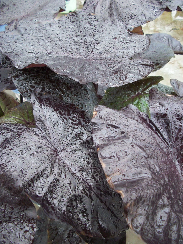 Colocasia Black Coral.jpg