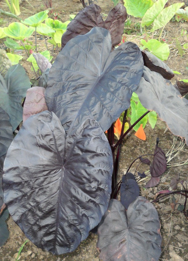 Colocasia_Black_Sapphire_Gecko[1].jpg