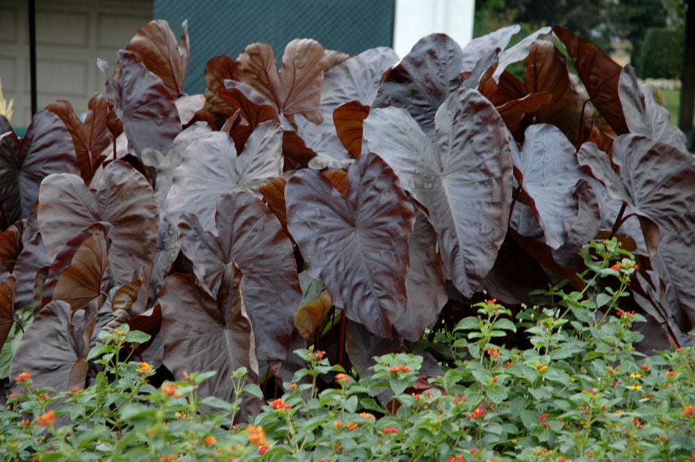 Colocasia_Diamond_Head.jpg