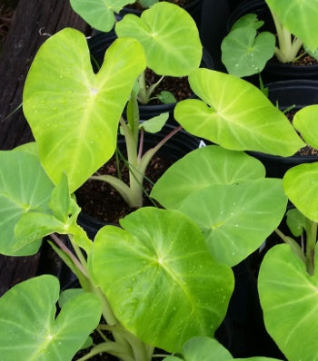 Colocasia_Maui_Gold[1].jpg