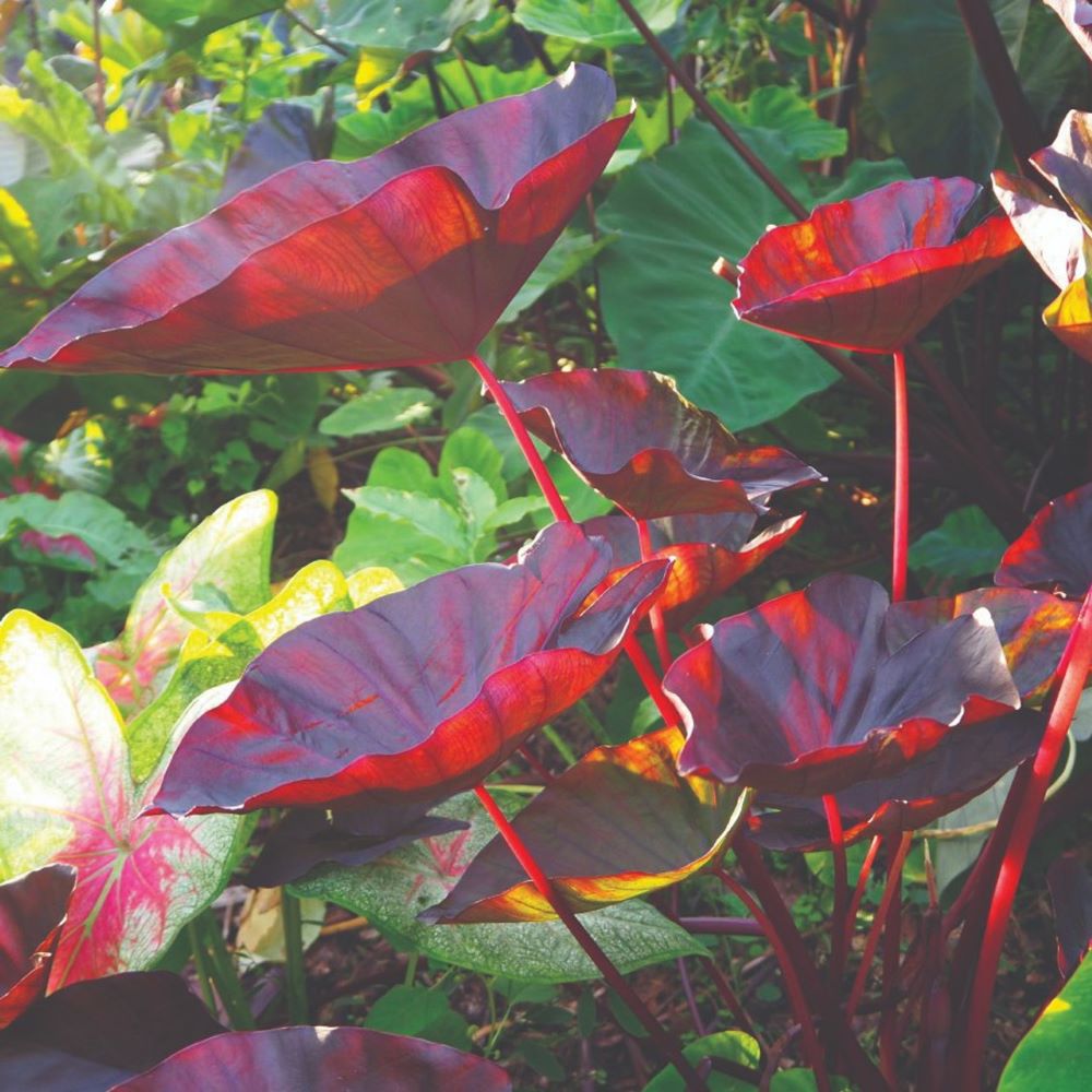 Colocasia_Tea_Party_large__58306.jpg