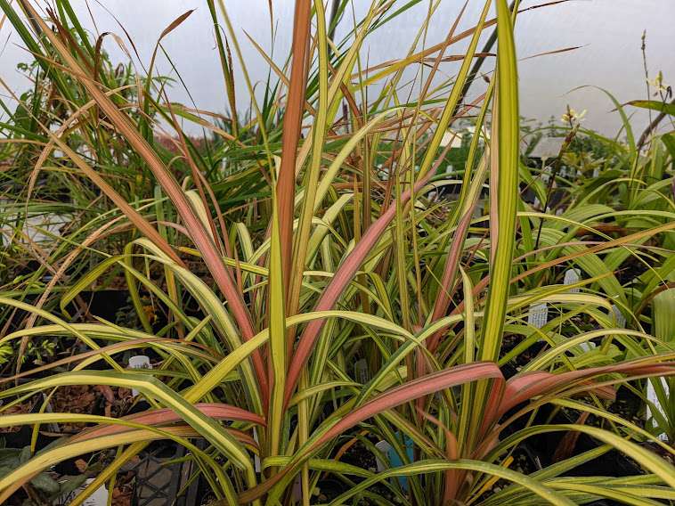 Cordyline-Cha-Cha-1.jpg