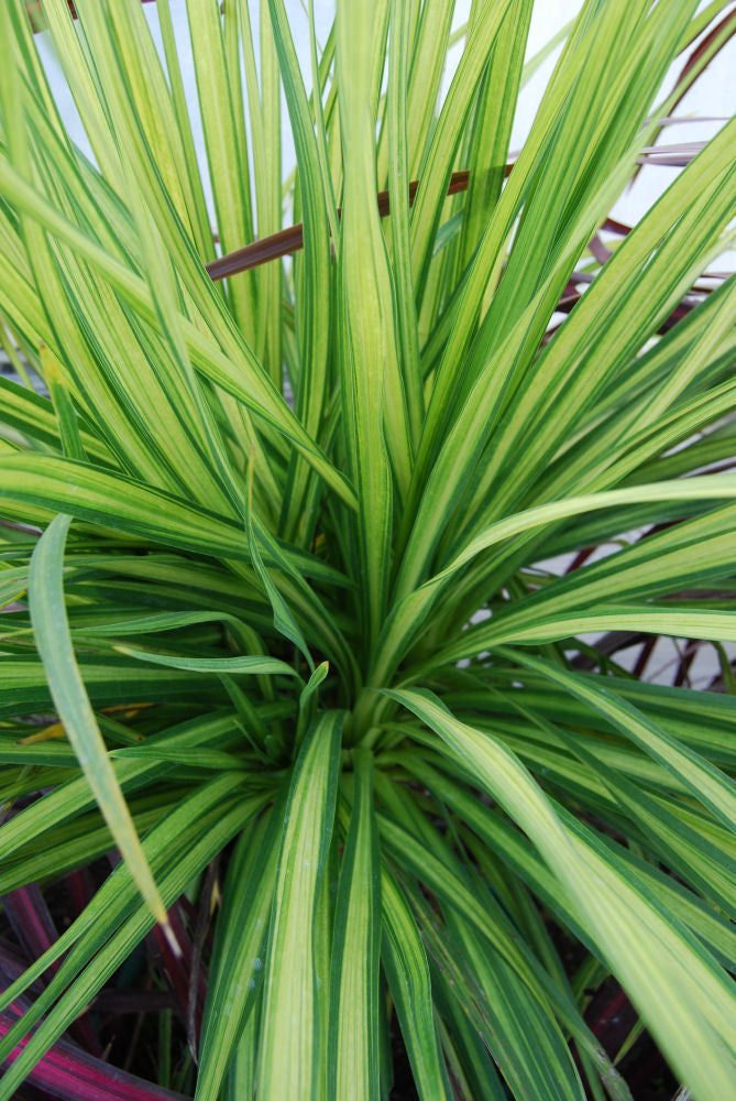 Cordyline Jive GSC14.JPG