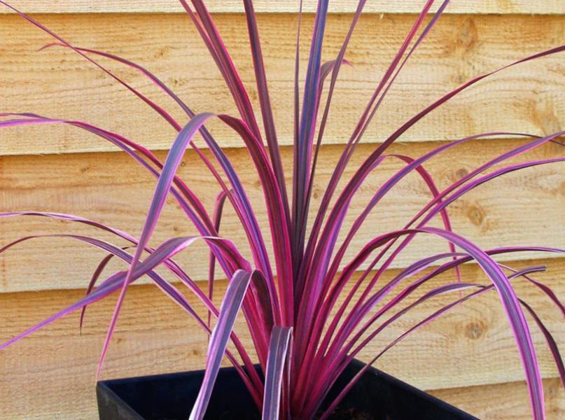 Cordyline_Salsa[1].jpg