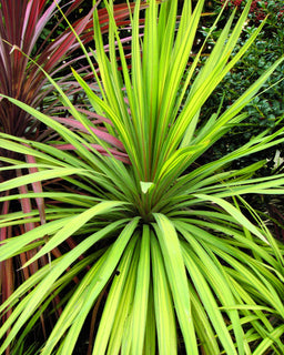 Cordyline australis Torbay Dazzler.jpg