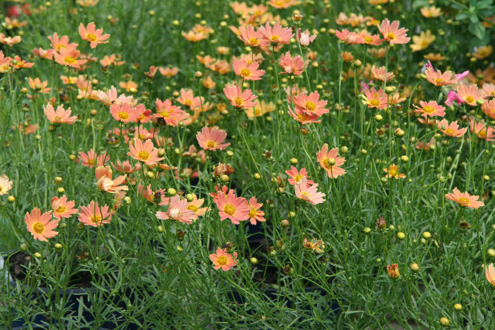 Coreopsis Creme Caramel.jpg
