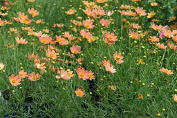 Coreopsis Creme Caramel.jpg