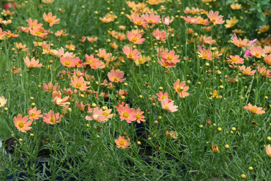 Coreopsis Creme Caramel.jpg