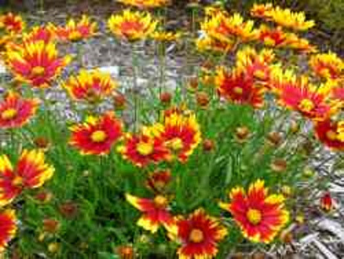 Coreopsis_Little_Bang_Daybreak[2].jpg