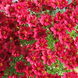 Coreopsis_Red_Satin[1].jpg