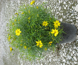 Coreopsis Zagreb.jpg