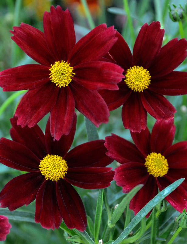 Coreopsis_lil_Bang_Red_Elf[1].jpg