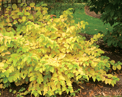 CornusArcticSun.jpg