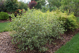 Cornus Sgt Pepper P1225334.jpg