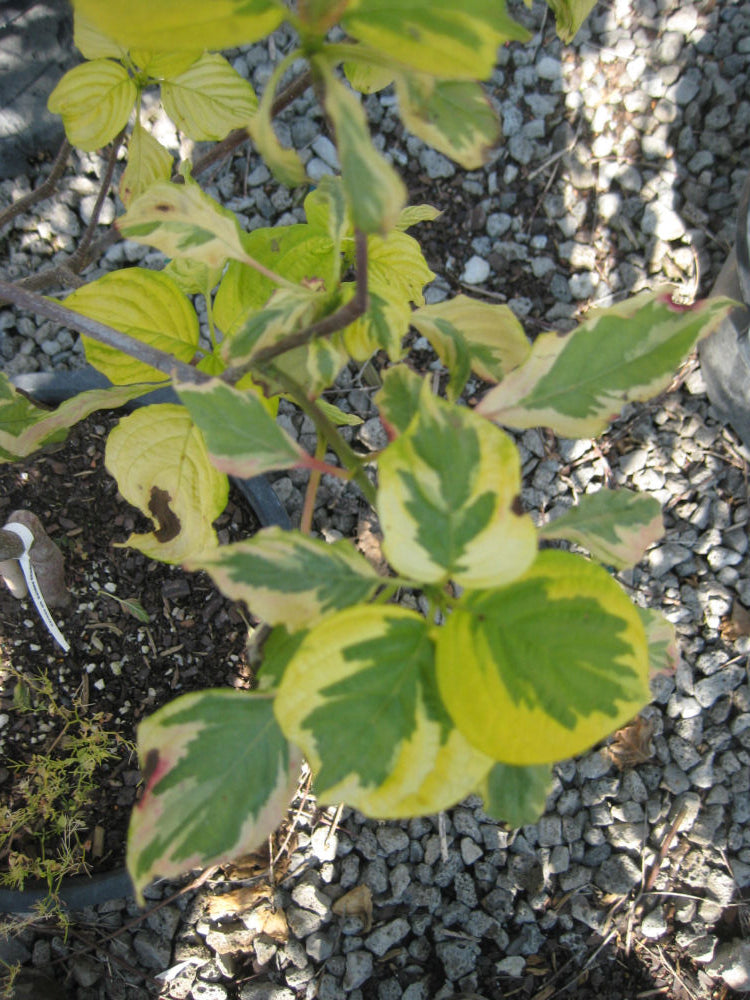 Cornus Stackman.jpg