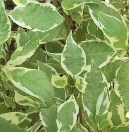 Cornus alba Bailhalo.jpg