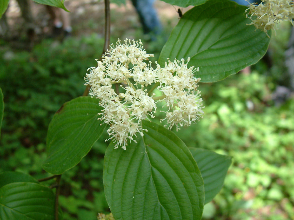 Cornus_alternifolia.JPG