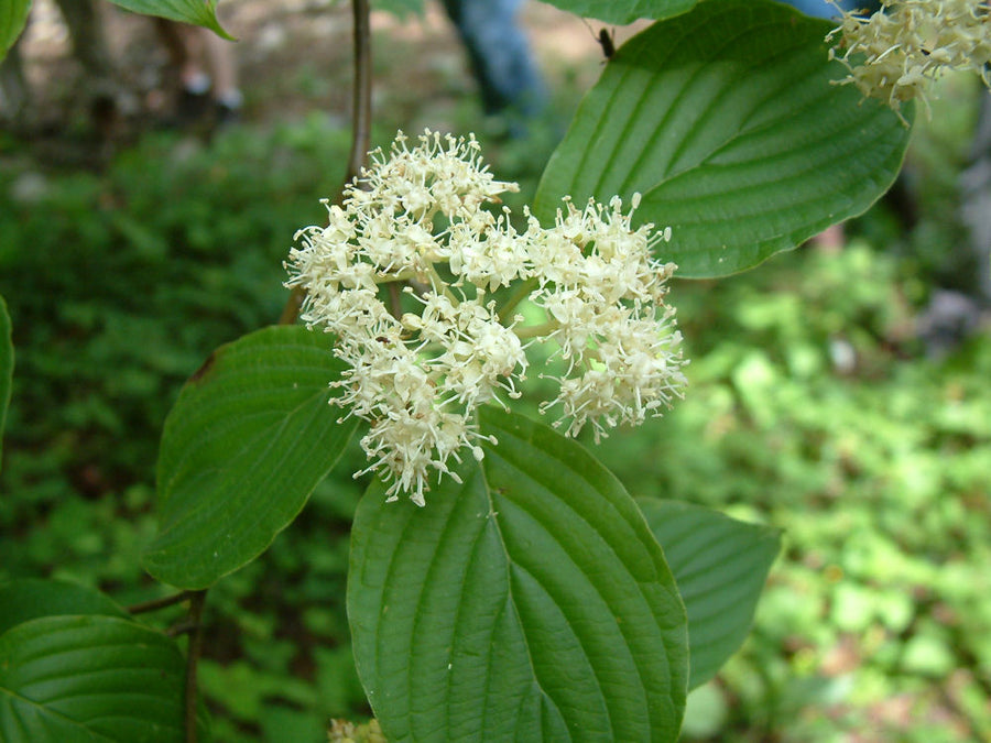 Cornus_alternifolia.JPG