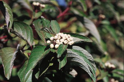 Cornus baileyi.jpg