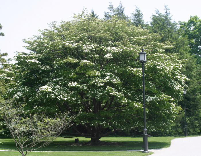 Cornus_kousa.jpg