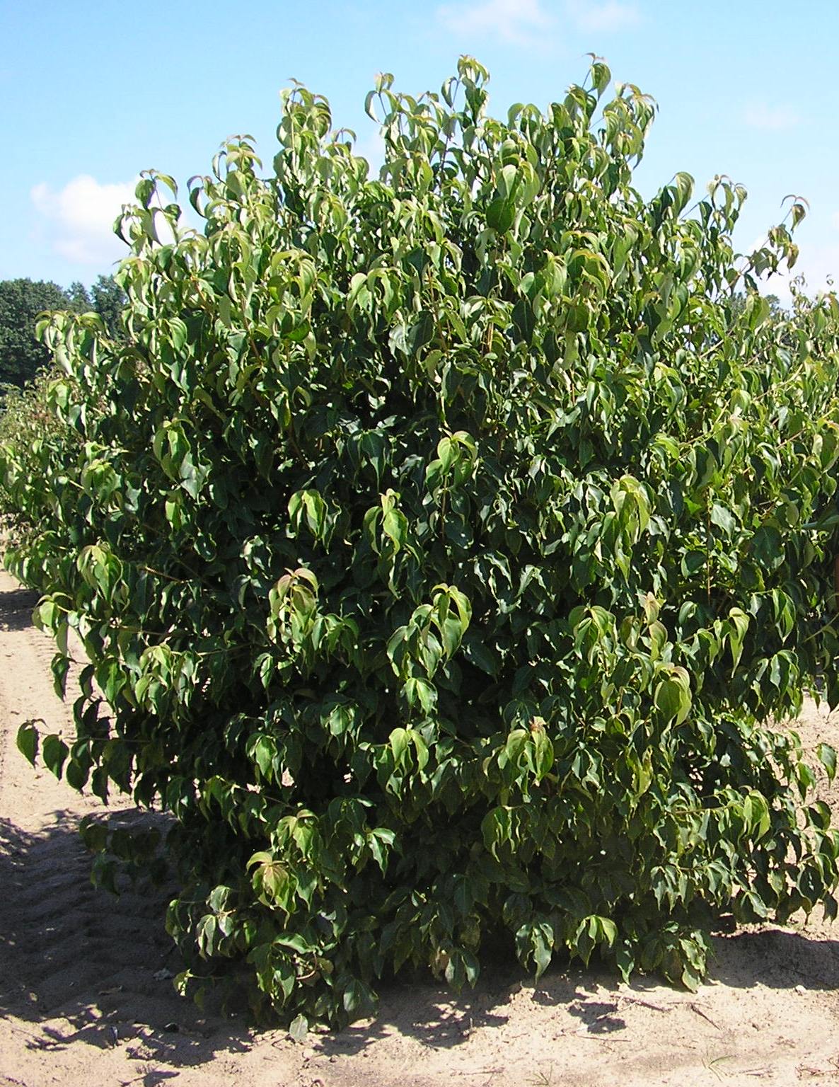 Cornus kousa chinensis.jpg