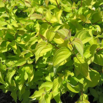 Cornus_neon_burst_.png