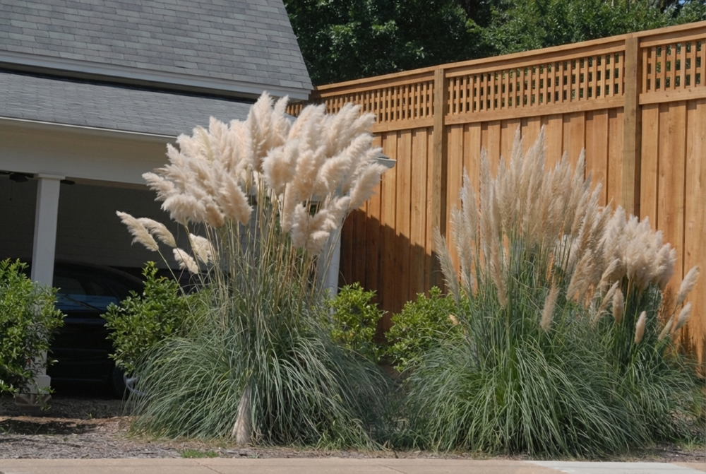 Cortaderia_selloana_04072026.png