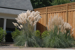 Cortaderia_selloana_04072026.png