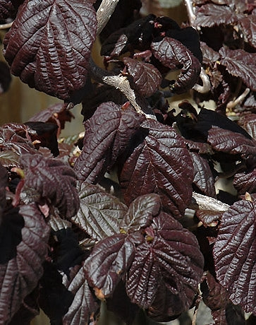 Corylus%20Red%20Dragon[1].jpg