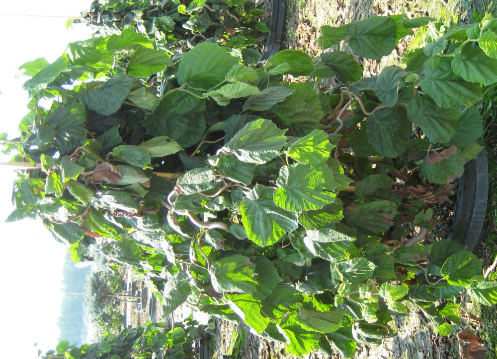 Corylus Contorta.jpg