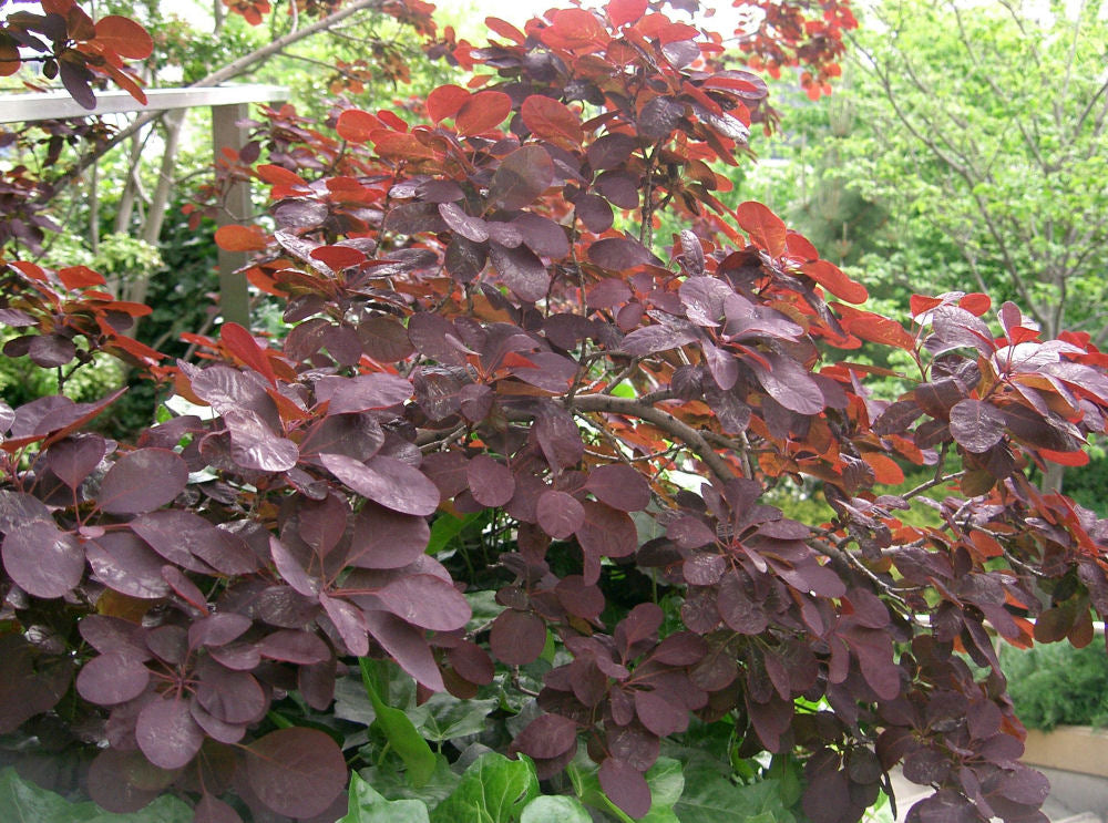 Cotinus_coggygria_Royal_Purple.jpg