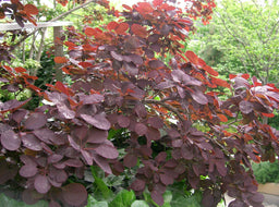 Cotinus_coggygria_Royal_Purple.jpg